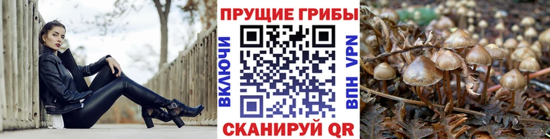 купить наркоту  kraken tor  Галлюциногенные грибы Psilocybe  Тихорецк 